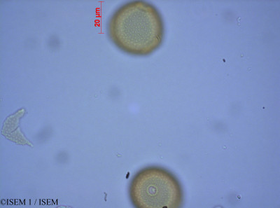 ISEM 1/Campanula_dichotoma_27605/Campanula_dichotoma_27605_0001(copy)_thumb.jpg
